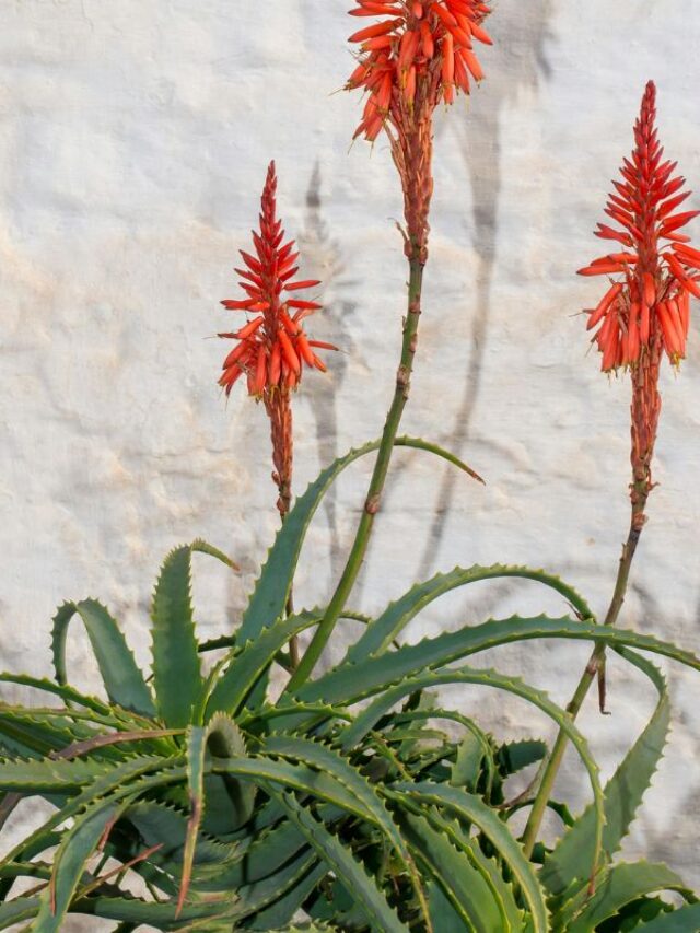 Aloe Vera ou Babosa? Você Sabe a Diferença?