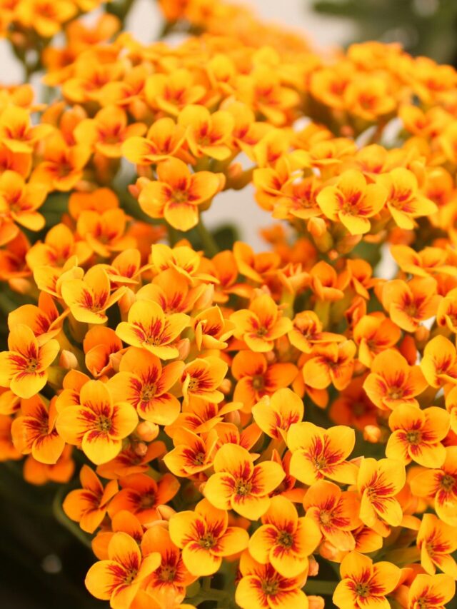 Kalanchoe e Calandiva: Cuidados Essenciais para uma Floração Duradoura
