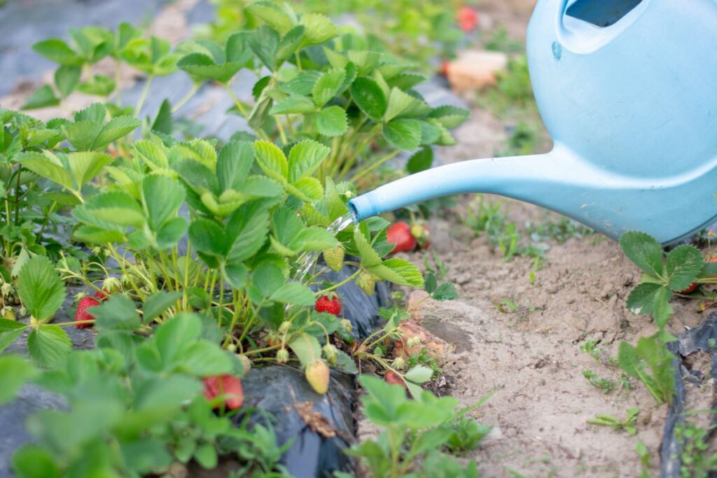 Regador azul molhando pés de morango em plantação caseira