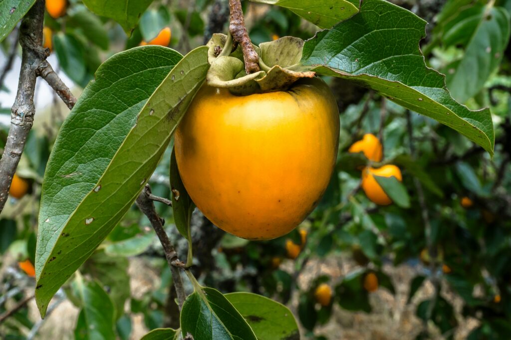 Caqui maduro pendurado no galho de árvore frutífera em meio a folhas verdes