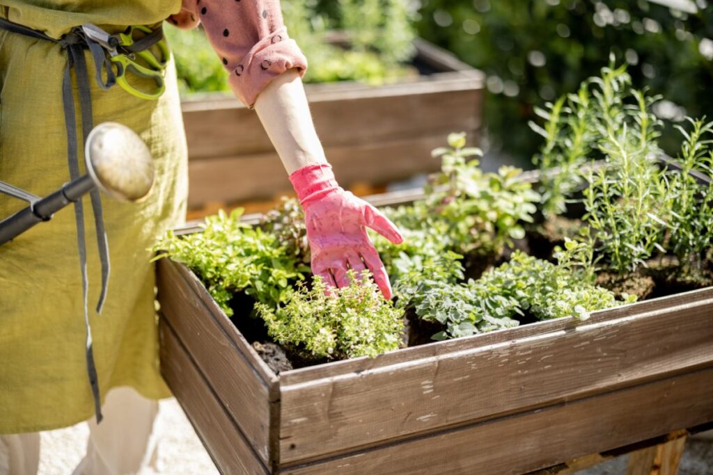 Pessoa cuidando de plantas aromáticas em canteiro elevado ao ar livre.