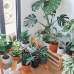 Conjunto de plantas de interior cultivadas em vasos decorativos, posicionadas próximas à janela para receber luz indireta.