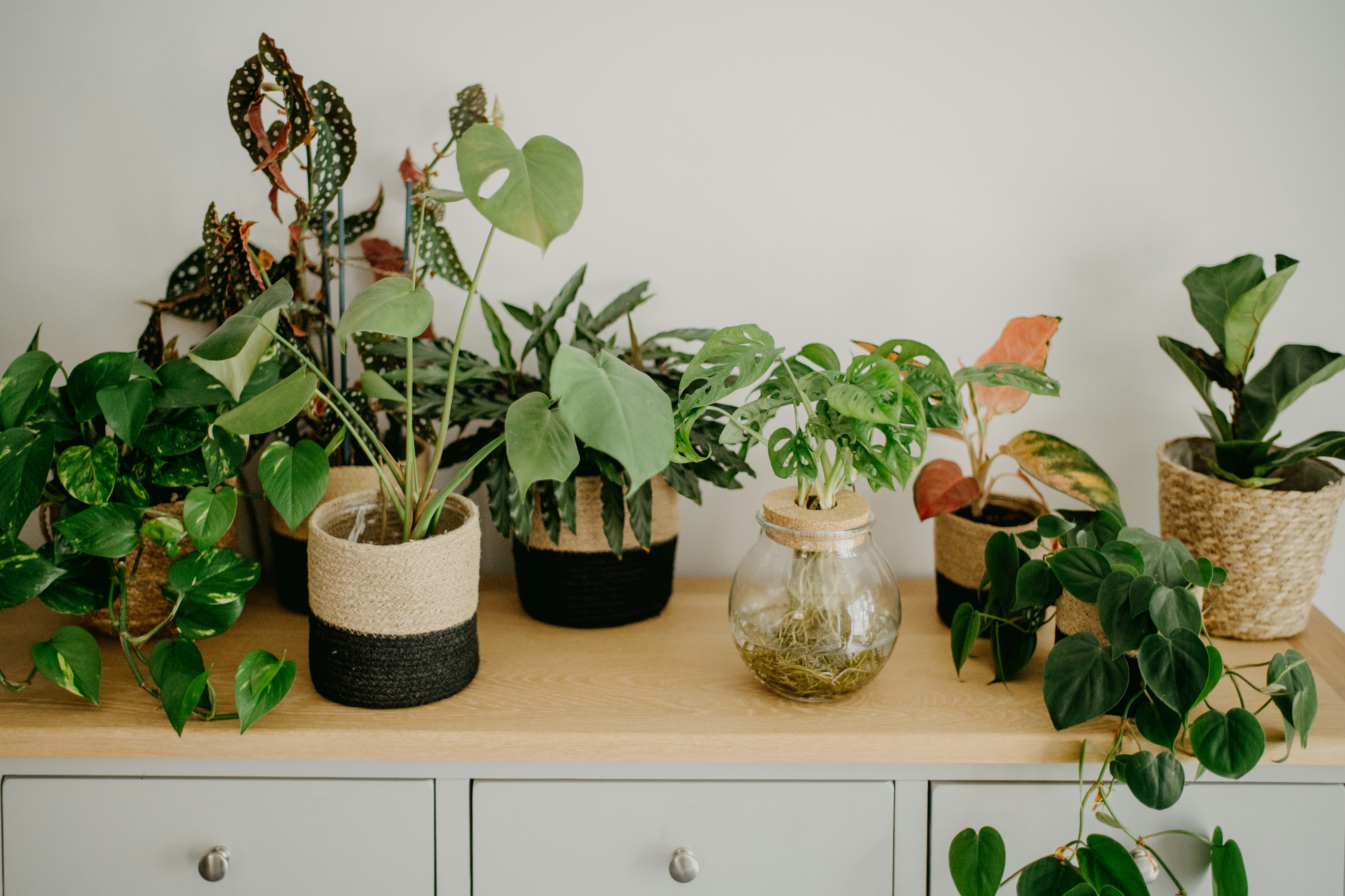 Vasos com diferentes espécies de plantas de interior organizados sobre um móvel, representando variedade e cuidados no cultivo em ambientes internos.