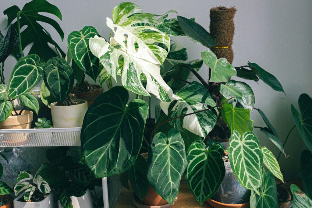 Folhagens variadas de plantas de interior em vasos, mostrando diversidade de espécies em ambiente interno iluminado.
