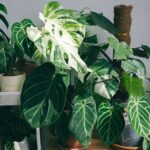 Folhagens variadas de plantas de interior em vasos, mostrando diversidade de espécies em ambiente interno iluminado.