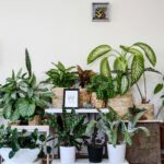 Vários tipos de plantas de interior em vasos decorativos, organizadas em prateleiras e suportes em uma sala iluminada.