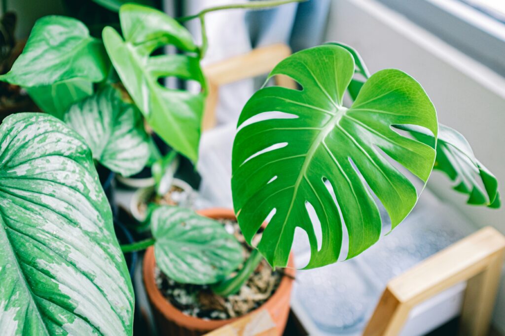 Folhas verdes de diferentes plantas de interior em vasos, destacando a variedade de espécies ideais para ambientes internos.