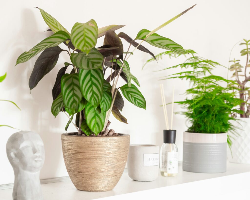 Vaso decorativo com planta de interior resistente à baixa luminosidade, ideal para ambientes internos como salas e quartos.