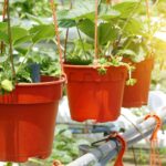 Morangueiros cultivados em vasos suspensos com frutos verdes em desenvolvimento