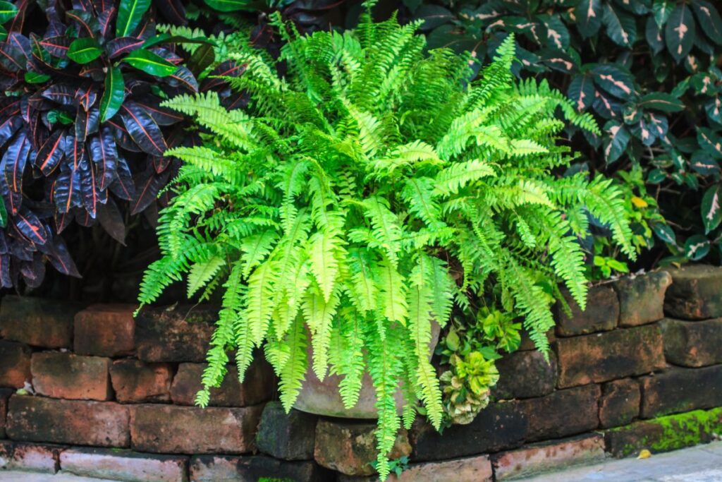 Samambaia americana cultivada em vaso em área externa de jardim