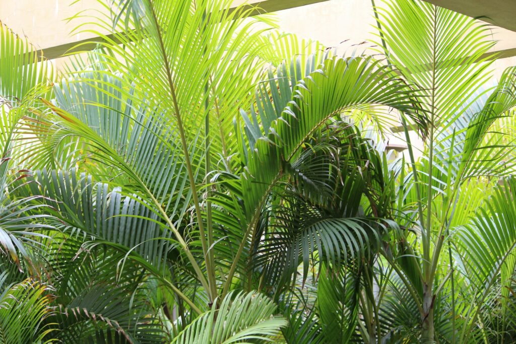 Folhagem verde da areca bambu, também conhecida como coqueiro areca e palmeira família.