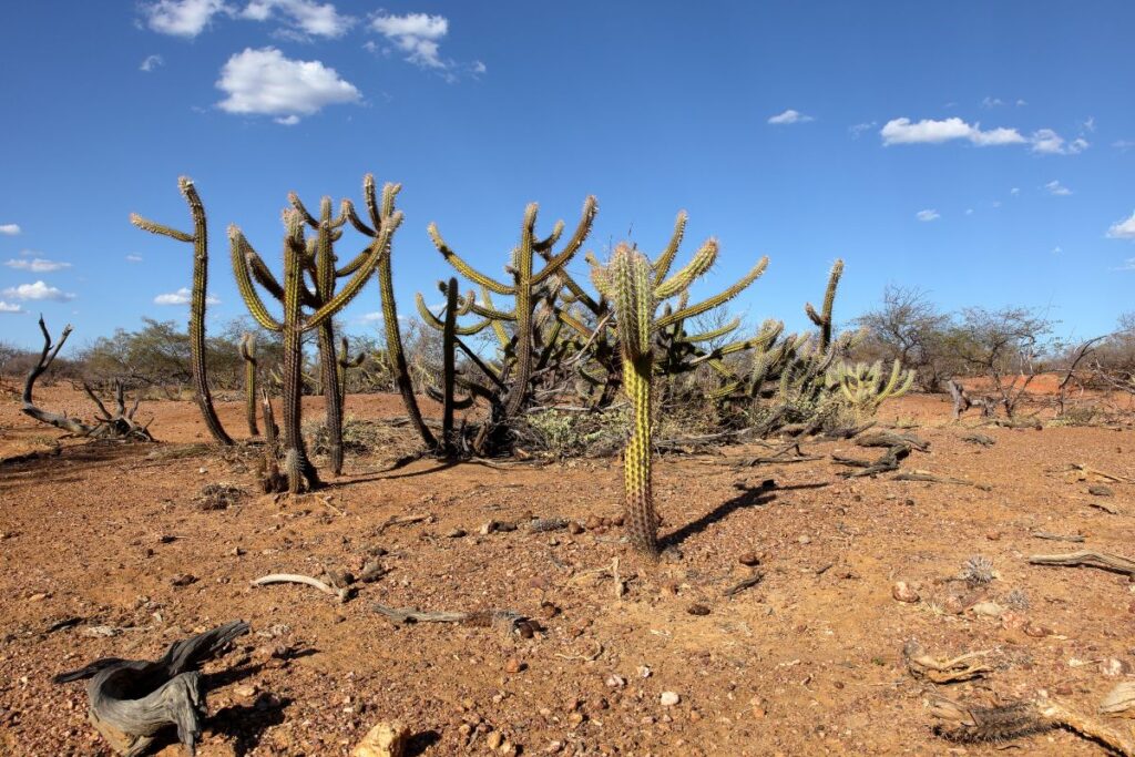 Cacto mandacaru crescendo em meio à vegetação típica da Caatinga, em um cenário seco e ensolarado, representando a resistência da planta no semiárido brasileiro.