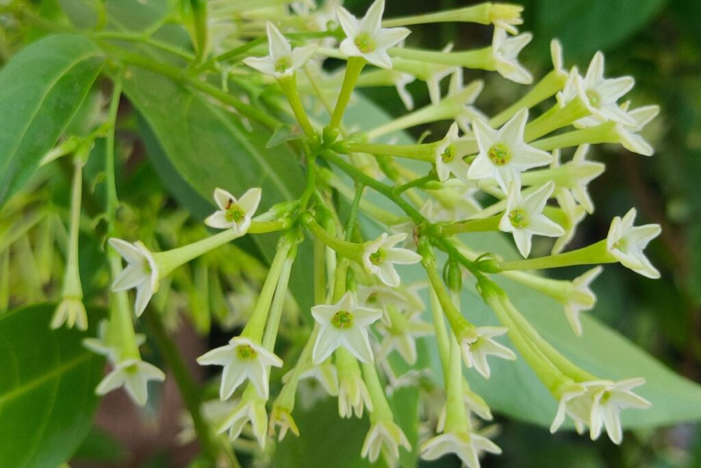 Flores da Dama-da-Noite em pleno florescimento, destacando suas pétalas delicadas e formato alongado