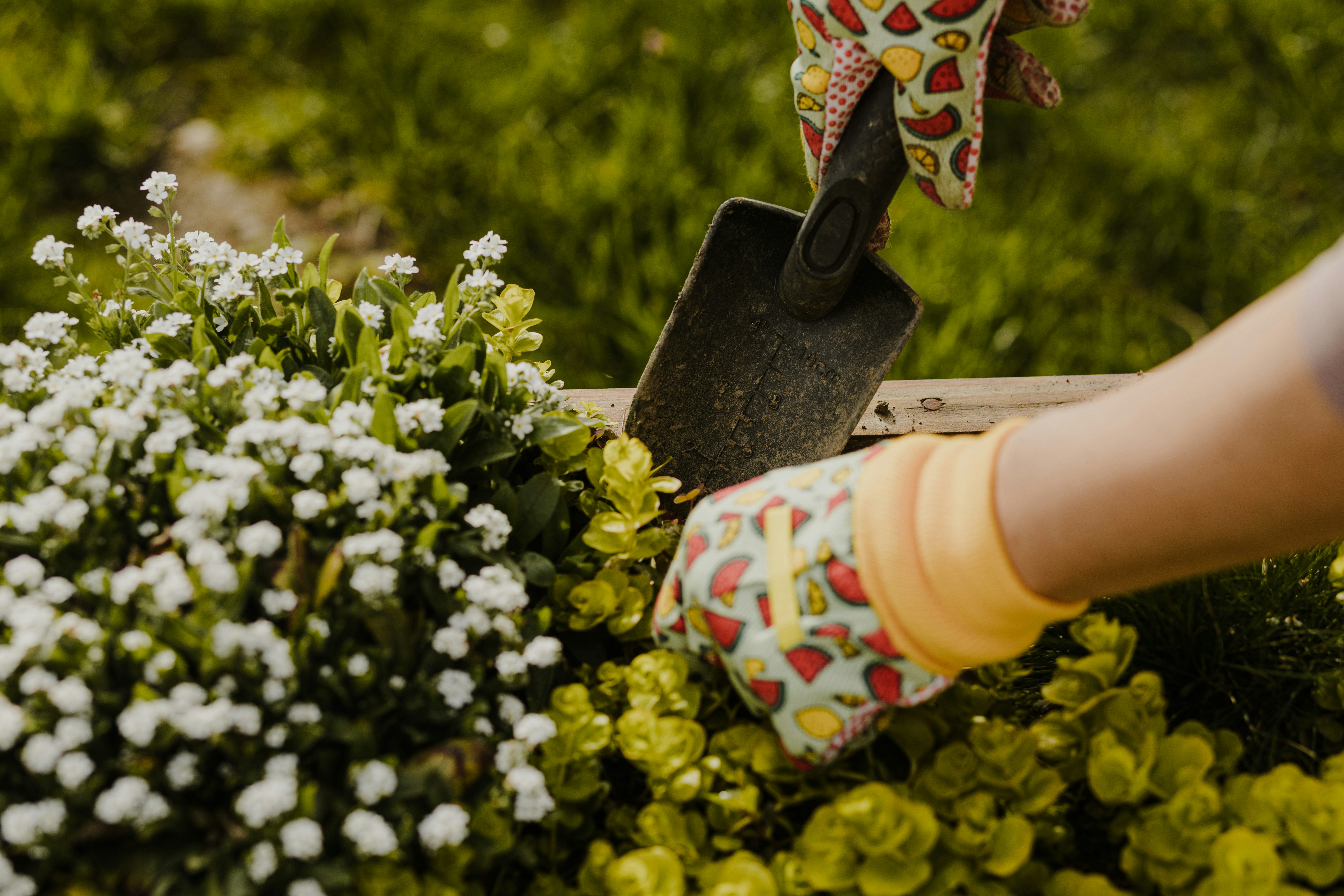 Mão com luva colorida usando pá de jardinagem em canteiro com flores brancas e plantas verdes.
