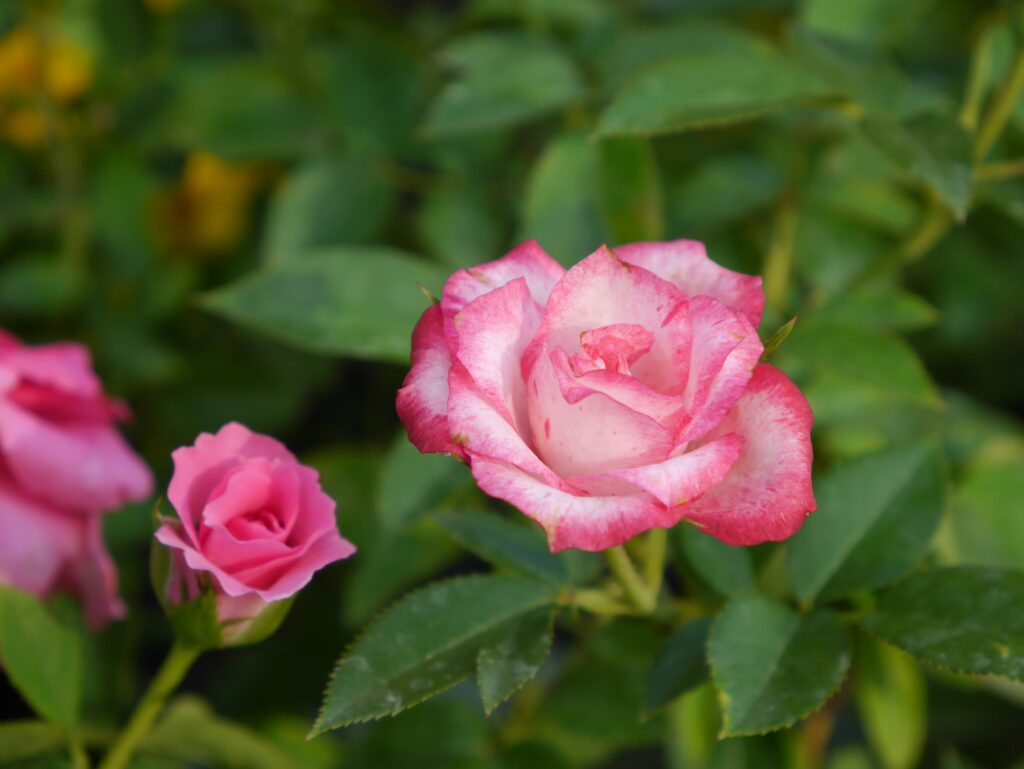 Rosa cor-de-rosa em destaque com pétalas abertas e folhas verdes ao redor, simbolizando cuidado e manutenção adequados.