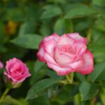 Rosa cor-de-rosa em destaque com pétalas abertas e folhas verdes ao redor, simbolizando cuidado e manutenção adequados.