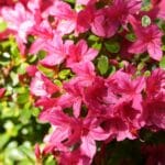 flores de azaleias planta em tom rosa destacando-se entre folhas verdes