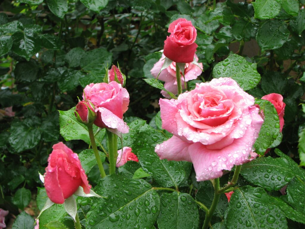 Rosas cor-de-rosa com pétalas cobertas de gotas de água, transmitindo frescor e beleza natural.