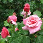 Rosas cor-de-rosa com pétalas cobertas de gotas de água, transmitindo frescor e beleza natural.