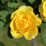 rosa amarela em destaque com pétalas abertas e folhas verdes ao fundo