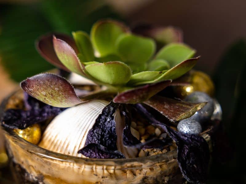 Erros ao cuidar de plantas em vaso com excesso de água e drenagem inadequada
