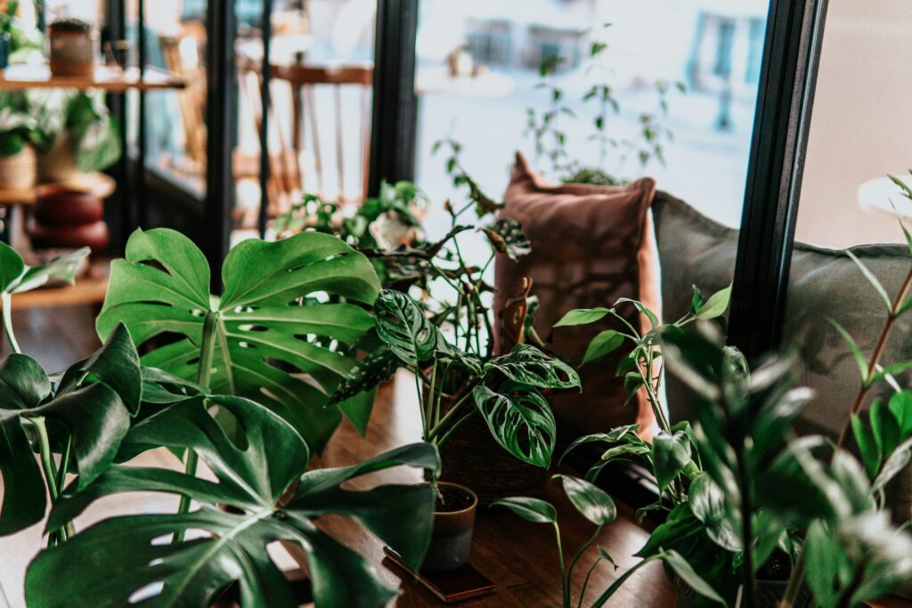 Plantas de interior em ambiente iluminado, destacando os cuidados necessários para evitar erros comuns no cultivo.