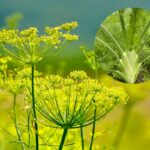 Erva-doce, também conhecida como funcho, com flores amarelas em destaque e detalhe do bulbo da planta no canto.