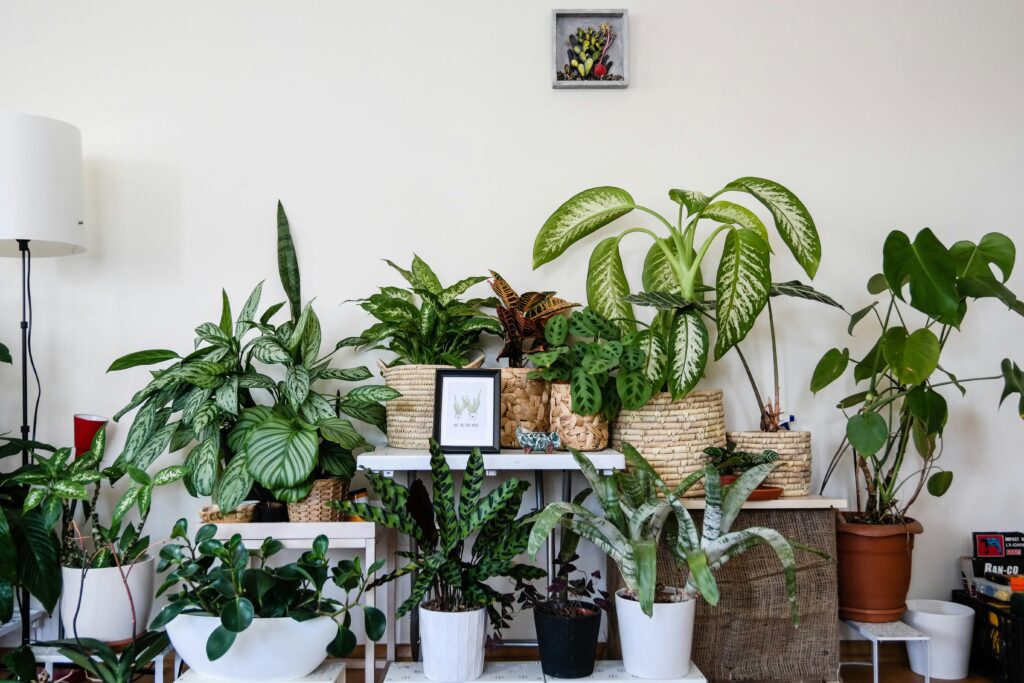 conjunto de plantas em vasos de diferentes tamanhos decorando um ambiente interno com estilo natural e acolhedor