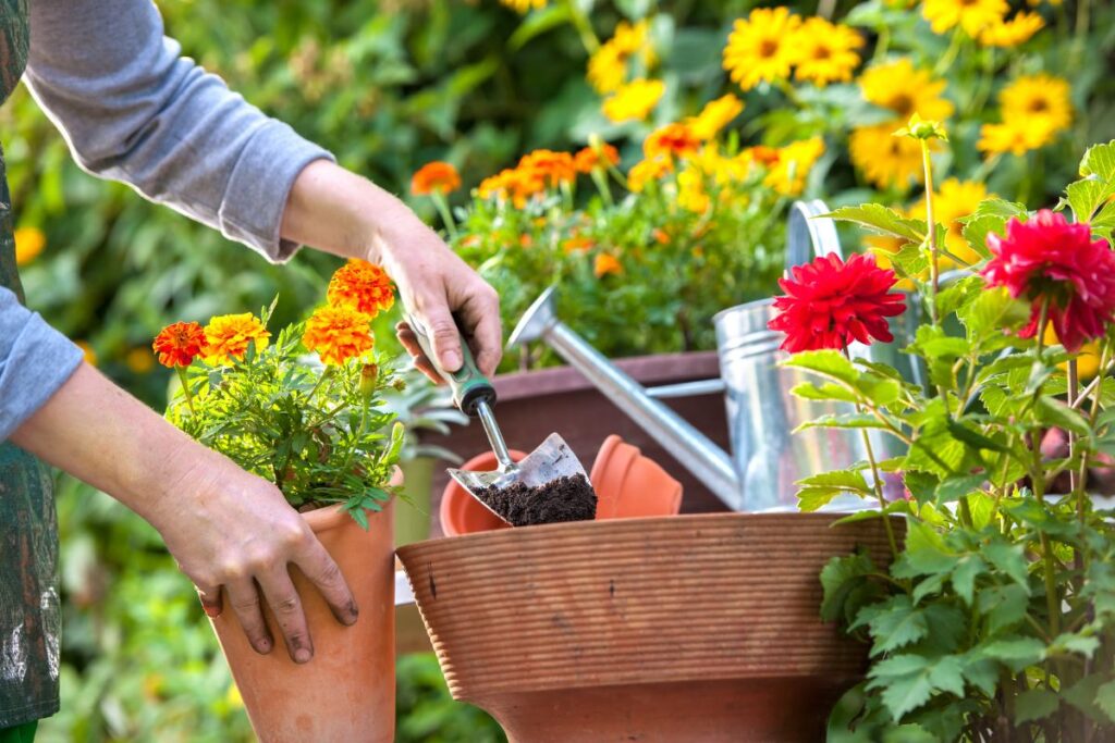 mãos cuidando de vaso com flores coloridas em um jardim, simbolizando o início do cultivo de espaços verdes