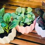 Três vasos de fitônia com folhas coloridas em diferentes tons, mostrando variações da planta.