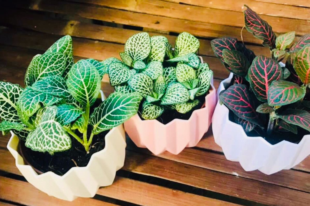 Três vasos de fitônia com folhas coloridas em diferentes tons, mostrando variações da planta.