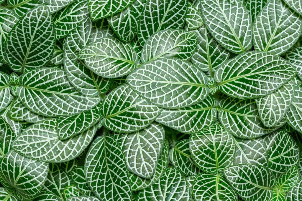 Folhas de fitônia verdes com veios brancos em destaque.