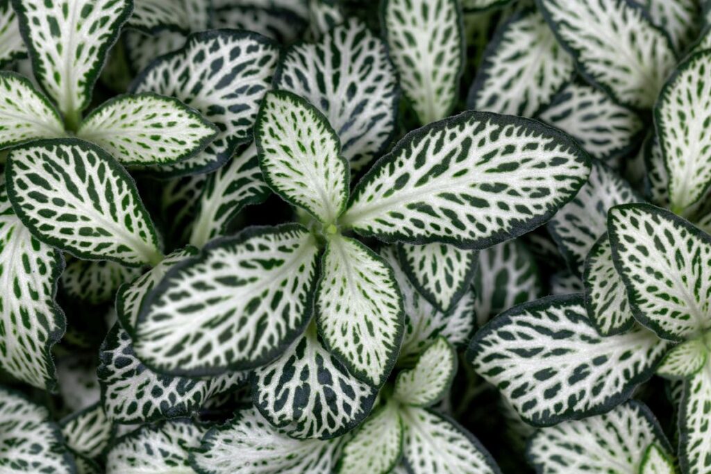 Folhas de fitônia em close-up, mostrando crescimento denso e saudável.