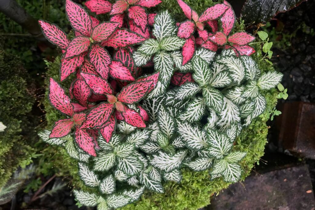 Fitônias de cores variadas cultivadas juntas em um jardim externo.