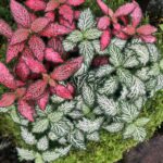 Fitônias de cores variadas cultivadas juntas em um jardim externo.