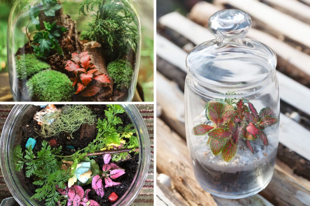 Terrários de vidro com fitônias coloridas e outros elementos decorativos.