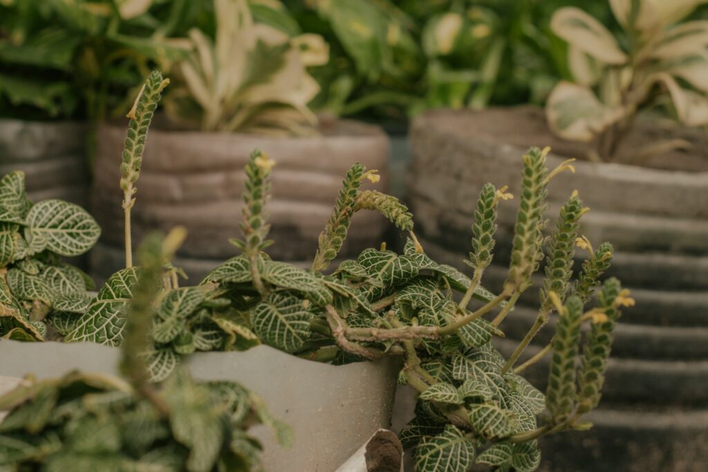 Fitônia com pendões florais surgindo entre as folhas verdes.
