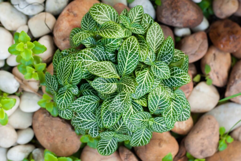 Fitônia cultivada em jardim, rodeada por pedras decorativas.