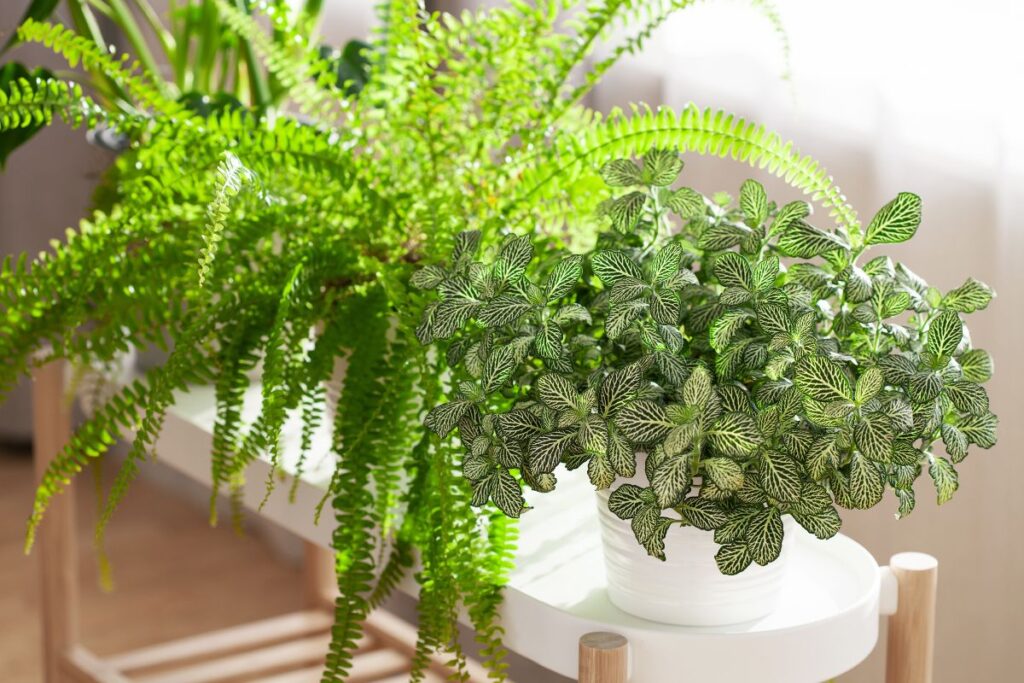Fitônia em vaso branco ao lado de uma samambaia em ambiente interno iluminado.