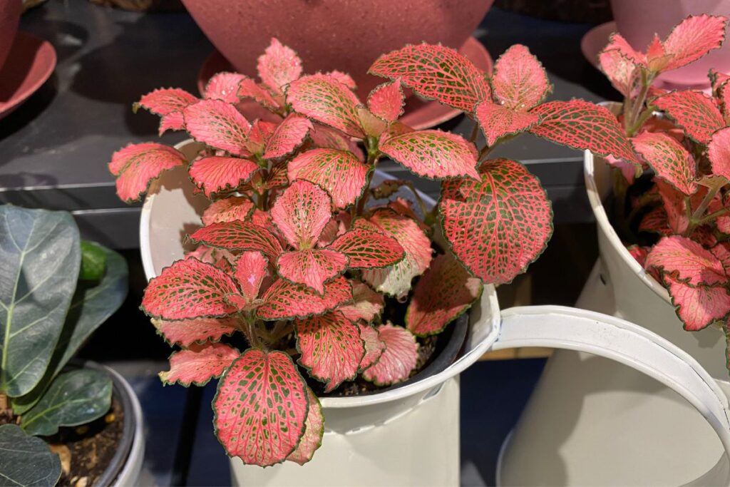 Fitônia com folhas vermelhas vibrantes em vaso decorativo.