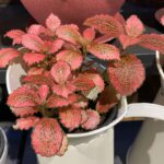 Fitônia com folhas vermelhas vibrantes em vaso decorativo.