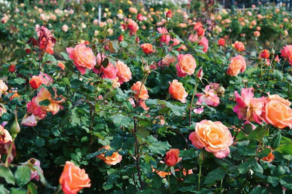 rosas coloridas em jardim com folhagem verde