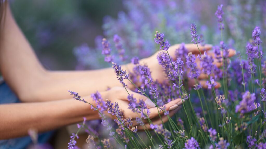 Mãos tocando delicadamente flores de lavanda em plena floração, destacando o perfume e a beleza das flores perfumadas no jardim.