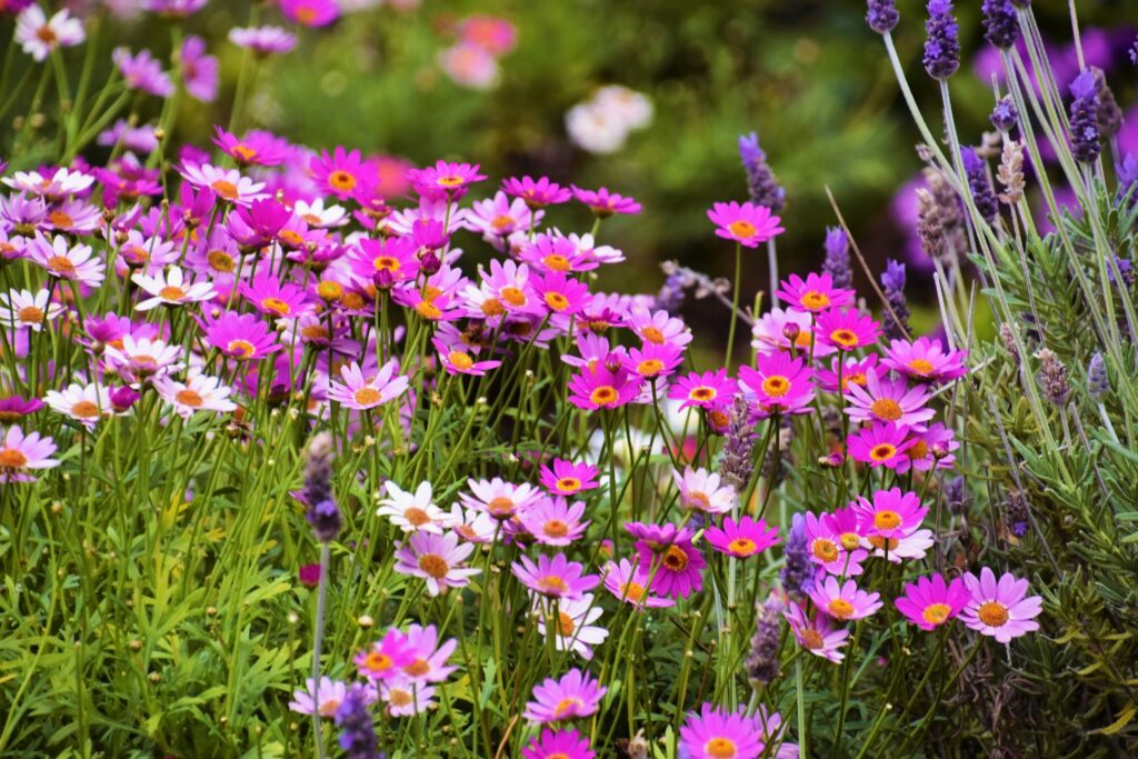 flores perfumadas em jardim colorido com lavandas e margaridas em destaque