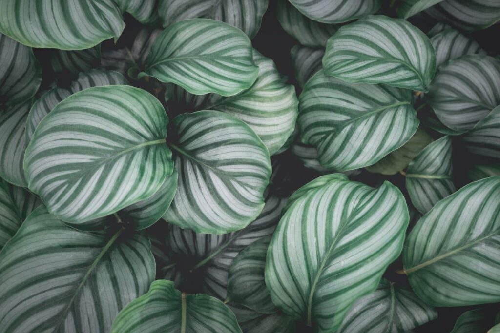 Folhas de Calathea orbifolia com listras verdes e prateadas em close