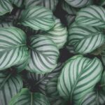 Folhas de Calathea orbifolia com listras verdes e prateadas em close