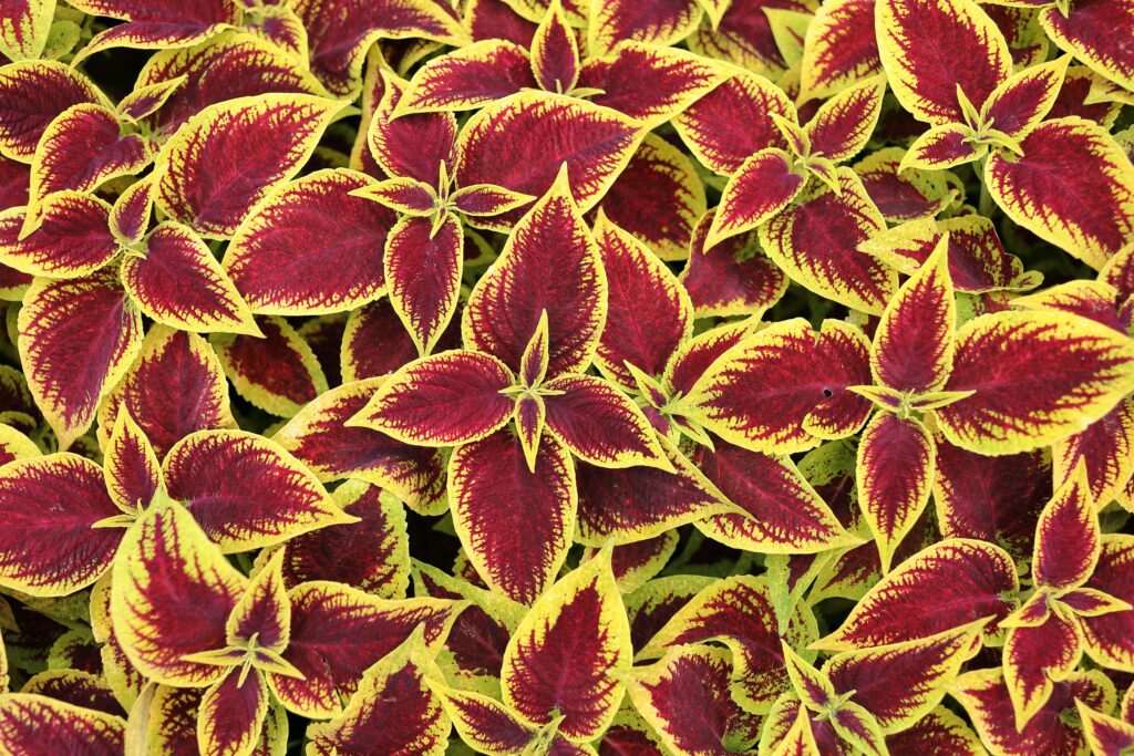 Guia completo sobre como cultivar coleus, variedades e dicas de paisagismo.