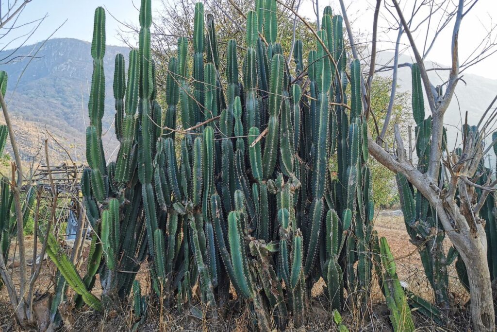 Grupo de cactos mandacaru em ambiente natural, exibindo colunas altas e eretas com espinhos distribuídos ao longo das hastes.