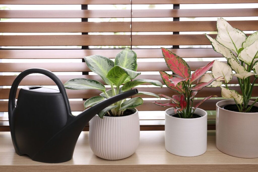 Regador preto ao lado de vasos com aglaonemas de diferentes variedades em uma janela iluminada.