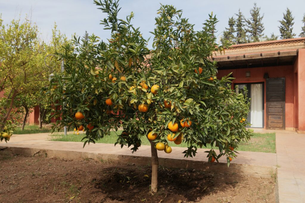 Laranjeira carregada de frutos no quintal, representando o cultivo caseiro de plantas frutíferas.